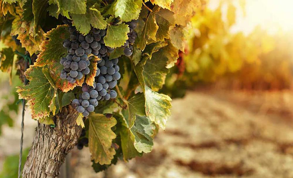 Du Vin, A Tribute Portfolio 5*